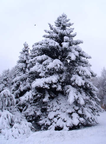 Snow  Trees  №10507