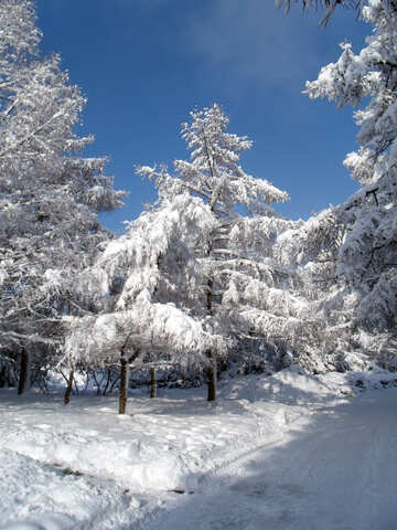 Schnee  an  Bäume  №10543