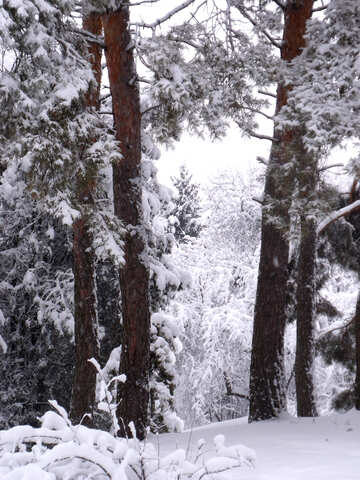 Trunks  pines   snow