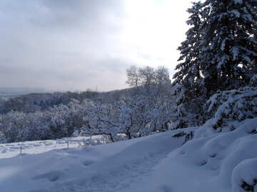 Nieve  Valle  №10525