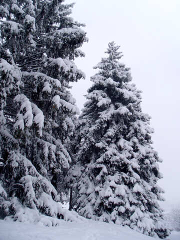 Spruce  winter    snow №10540