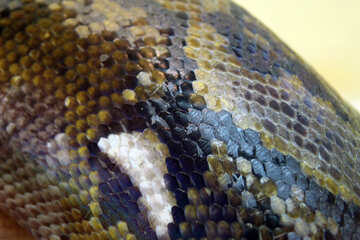 The texture.  Leather  snakes. №10169
