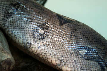 Texture .  Body  snakes. №10402