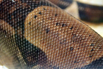 Texture  python. №10276