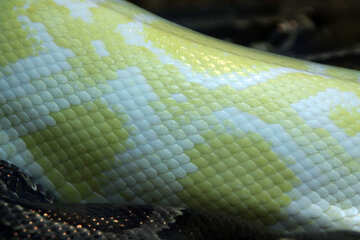  textura. Piel  serpientes. №10341