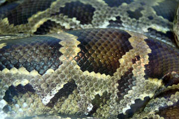 The texture. Skin.  Tiger  python №10416