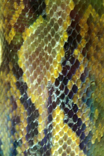 Texture  skins.  Snake.   Python  №10256