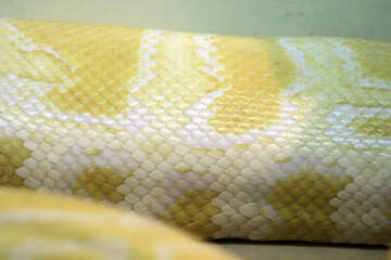 The texture.  Snake  skin.  Tiger  Python  albino №10163