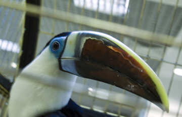 Becco  toucan №10738