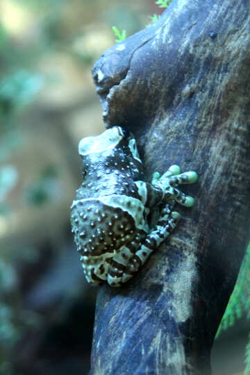 Tree frog  harlequin №10110