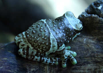 Tree toad    harlequin