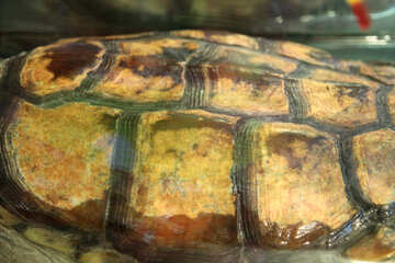 Carapace  turtle №10150