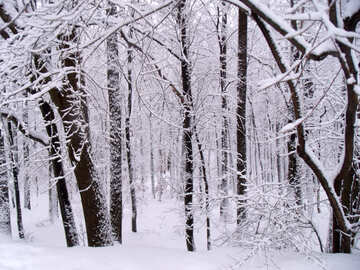 Зимовий ліс №10505