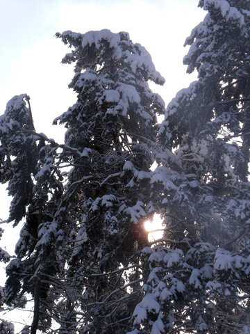 Winter  Sonne  durch  Niederlassungen  №10501