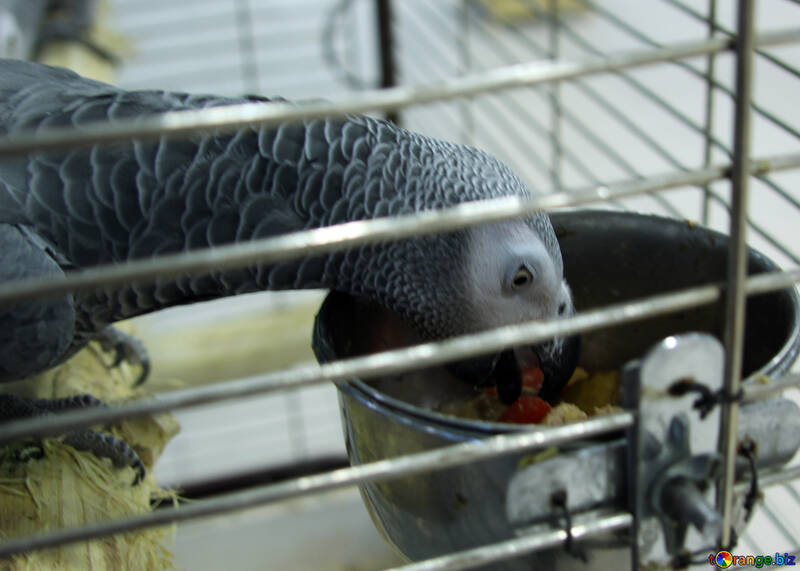 Сірий папуга жако їсть №10767
