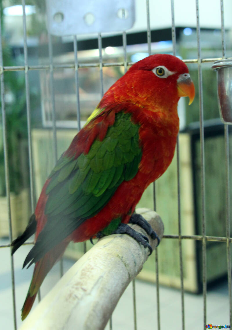 Lory  Parrot №10802