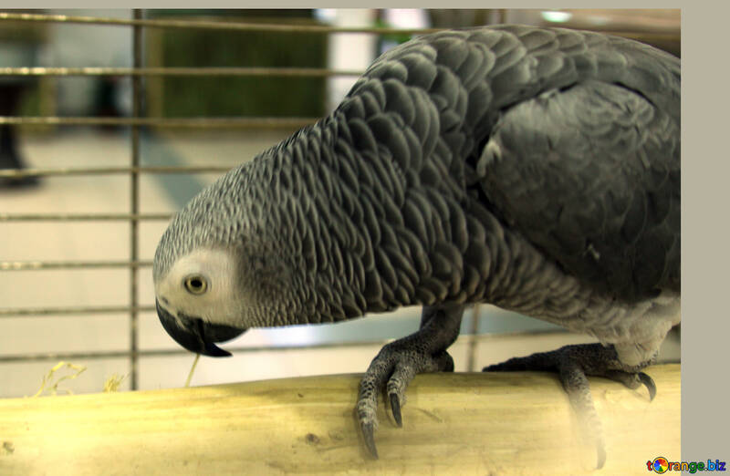Parrot  Greys №10745