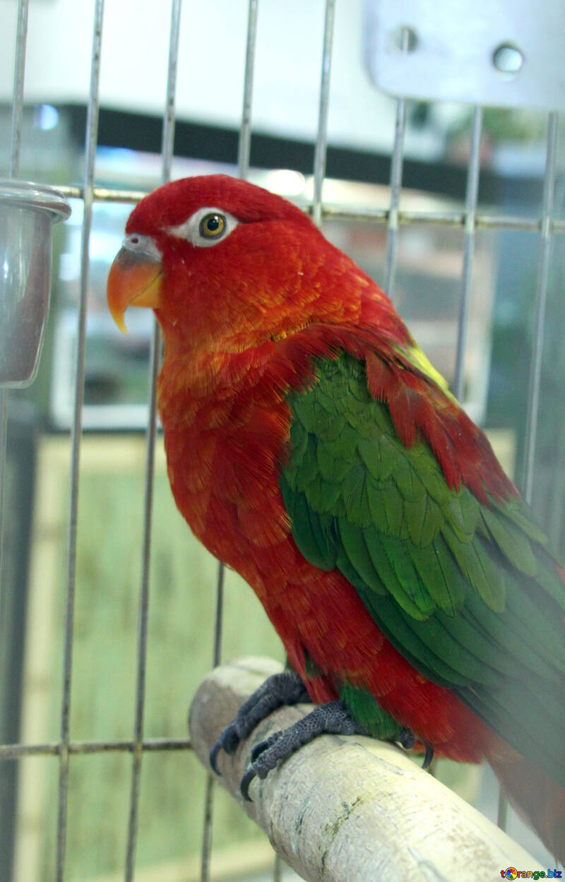 Parrot  Lori №10831