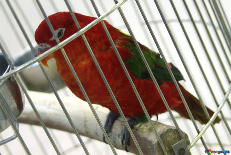 Red  parrot   in cage №10746