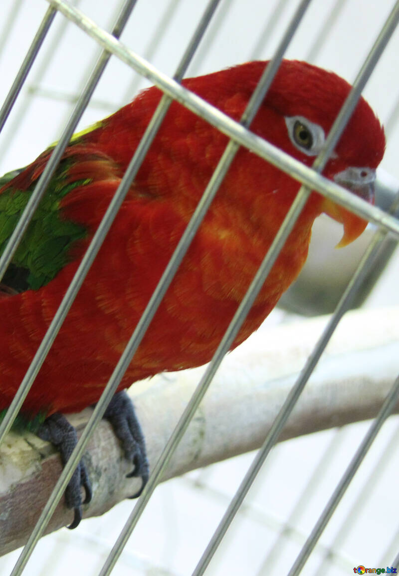 Червоний папуга в клітці №10800