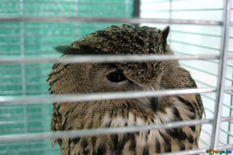Owl  in cage №10814