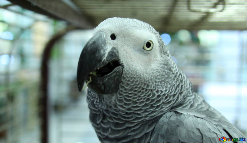 Becco  grande  pappagallo №10834