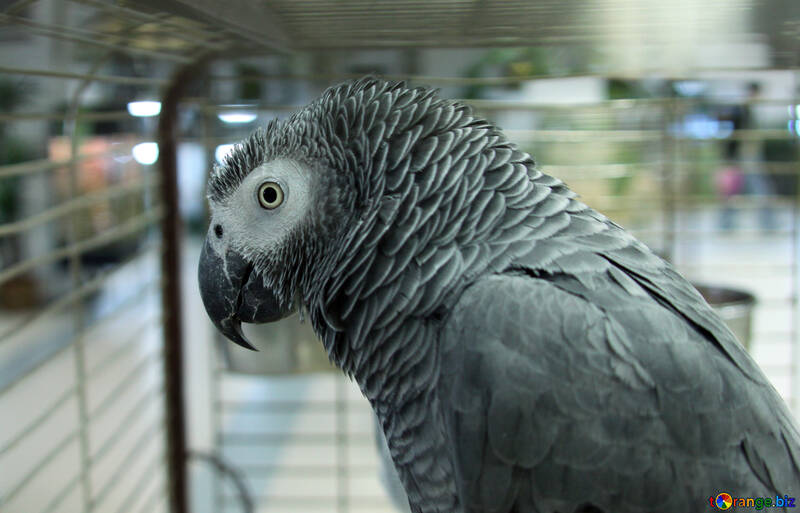 Gray  parrot  Greys №10756