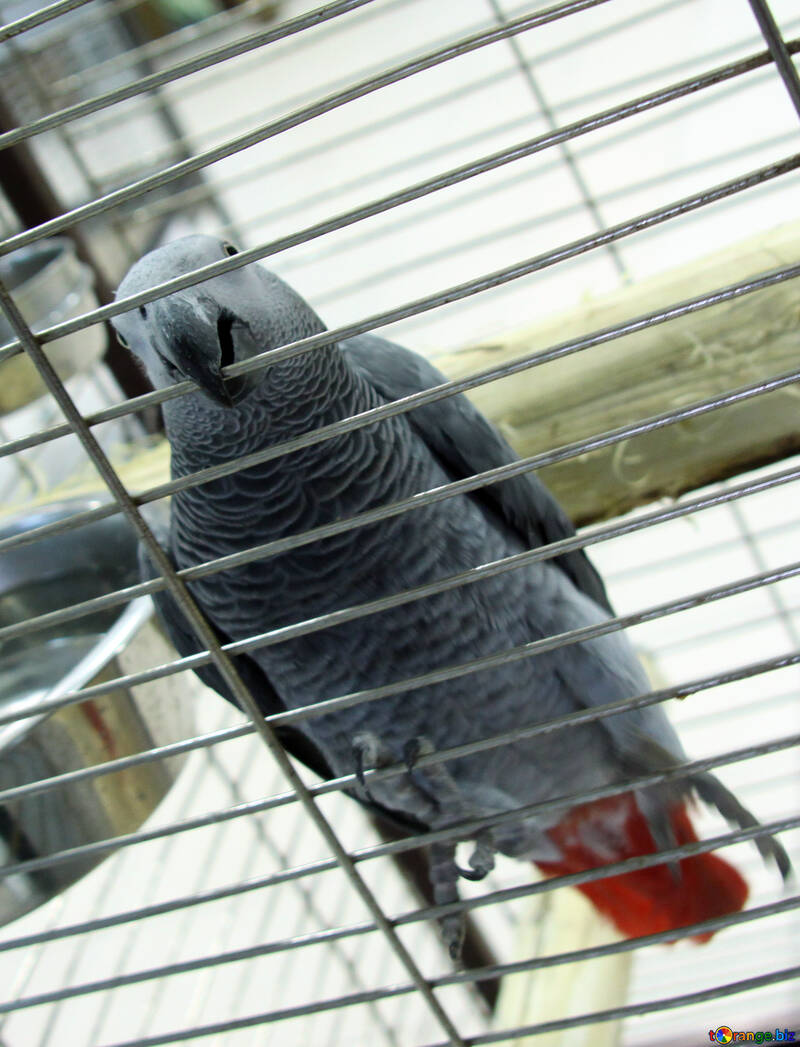 Gray  parrot  Greys  №10793