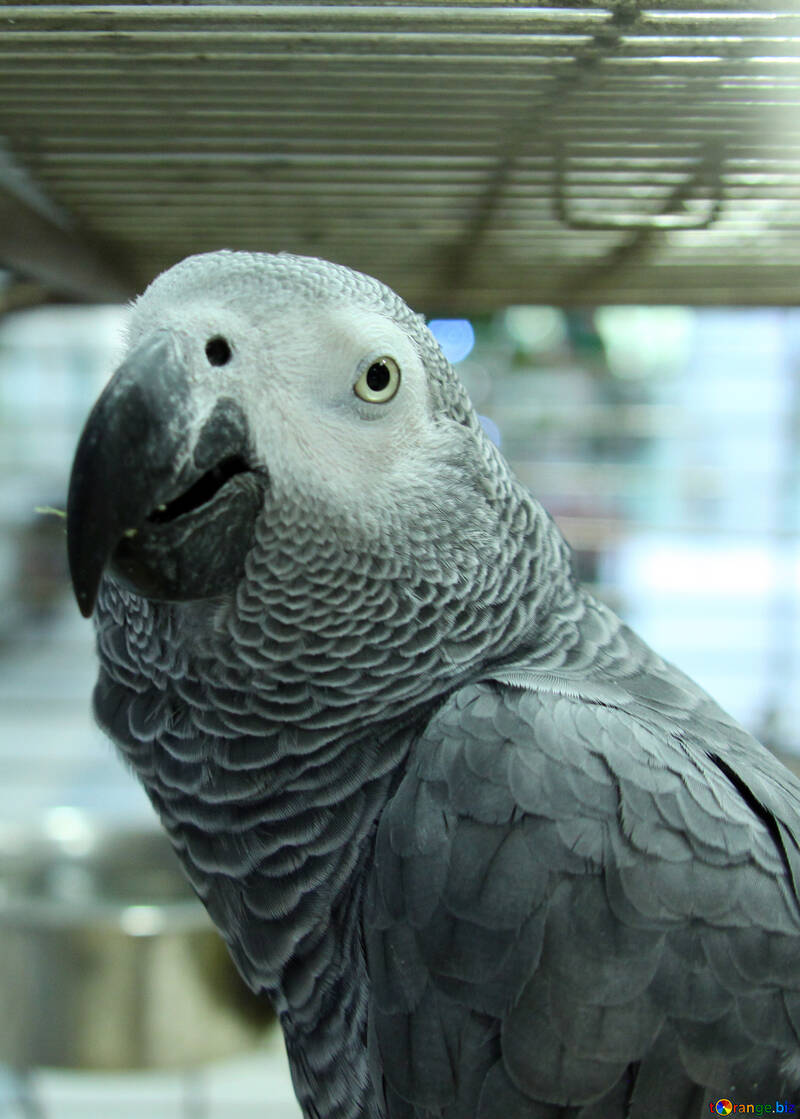 Home  Parrot №10826