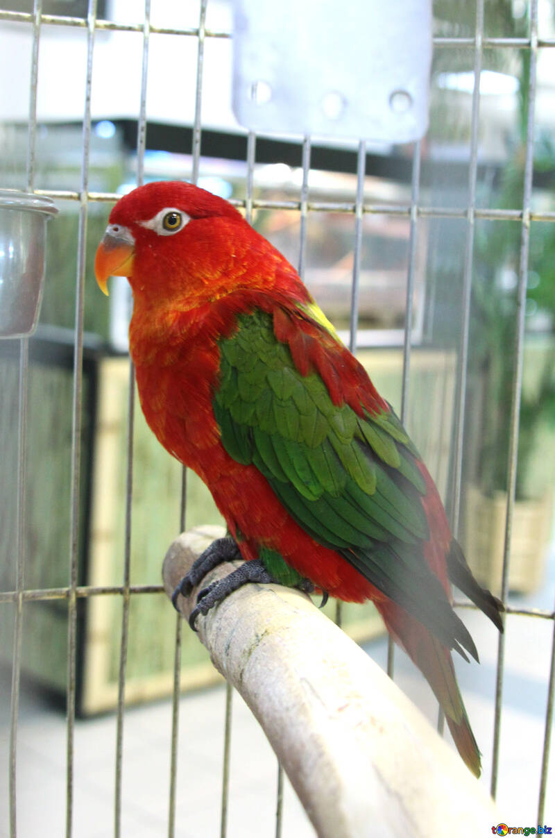 Medium  parrot   №10770