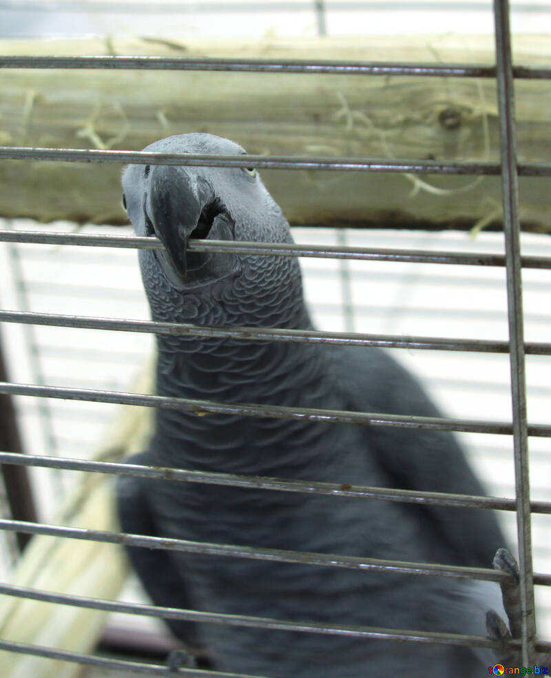 Parrot  nibbles  cage №10773
