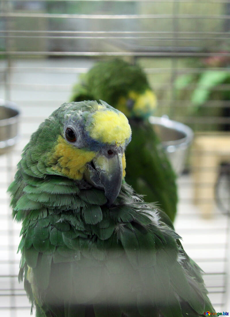 Papagei  Venezuela  Amazonas  №10818