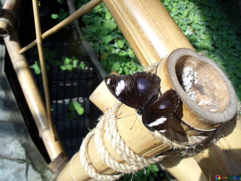 Schmetterling auf Bambus №10669