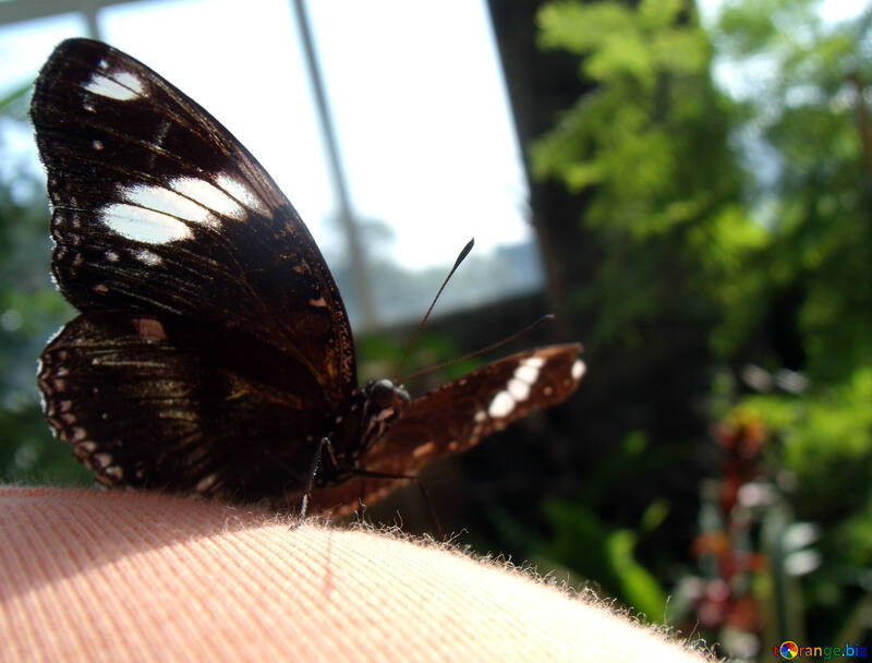 Beautiful Butterfly  №10729