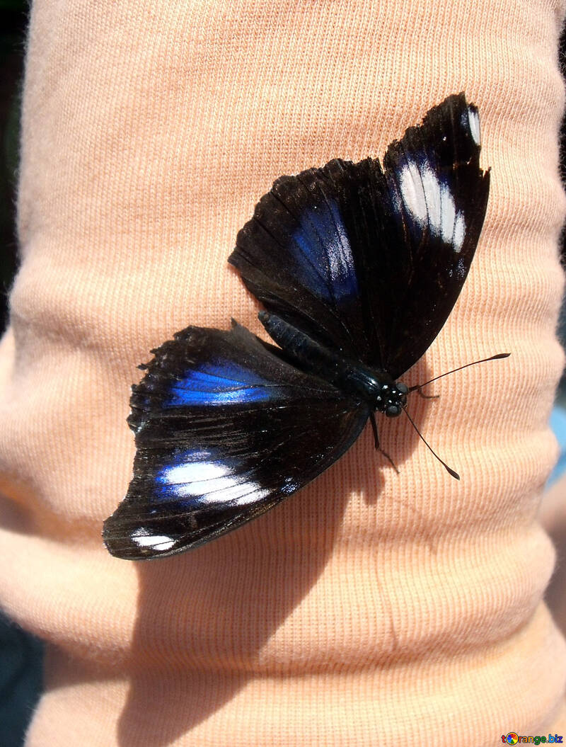 Butterfly  №10662