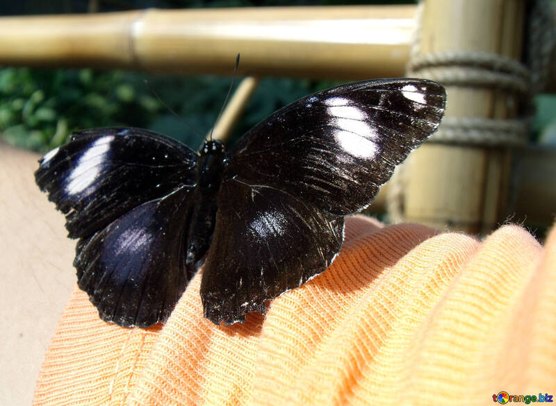 Schmetterling auf Hand №10628