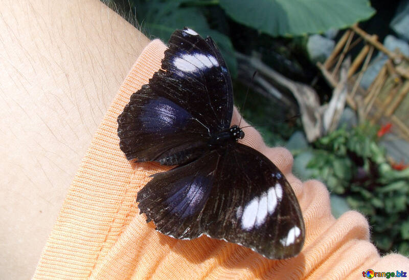 Schmetterling auf Hand  №10672