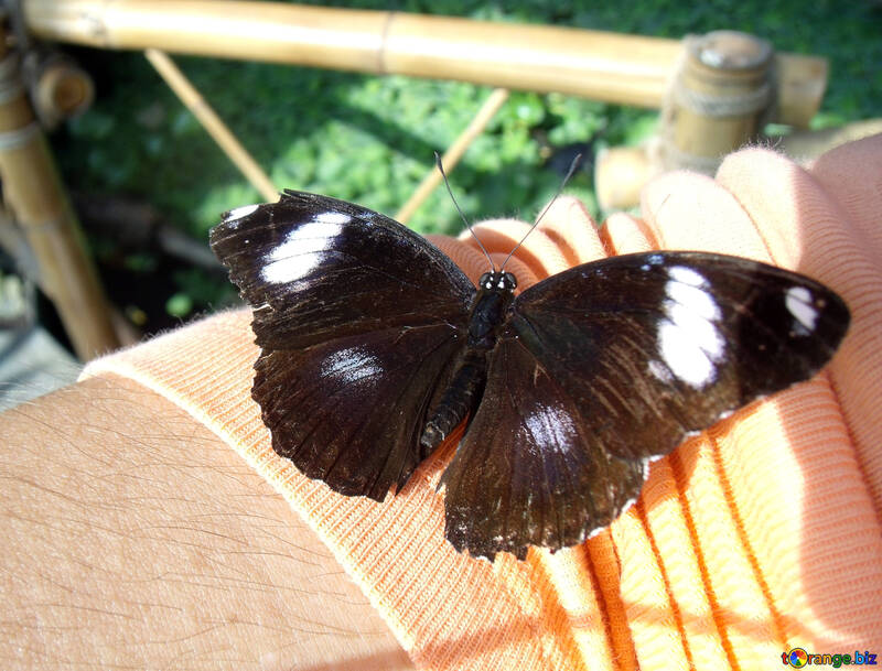 Butterfly sit on the clothes №10661