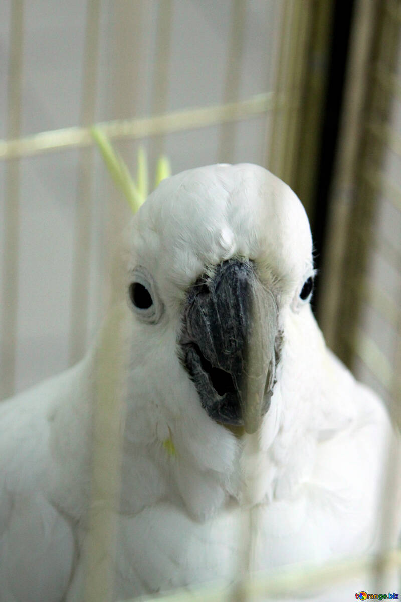 Cockatoo  in  cage №10774
