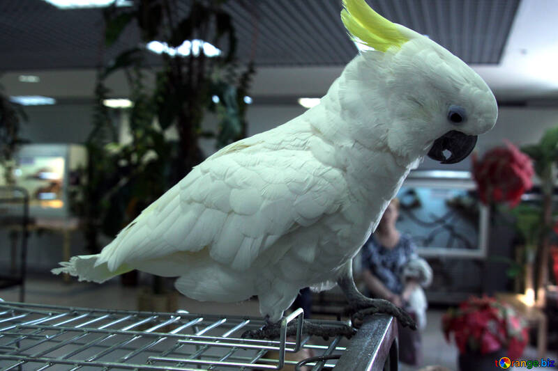 Cockatoo   at  cage №10781