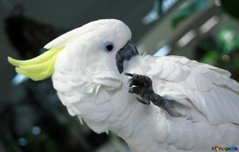 Gay  parrot  Cockatoo №10748