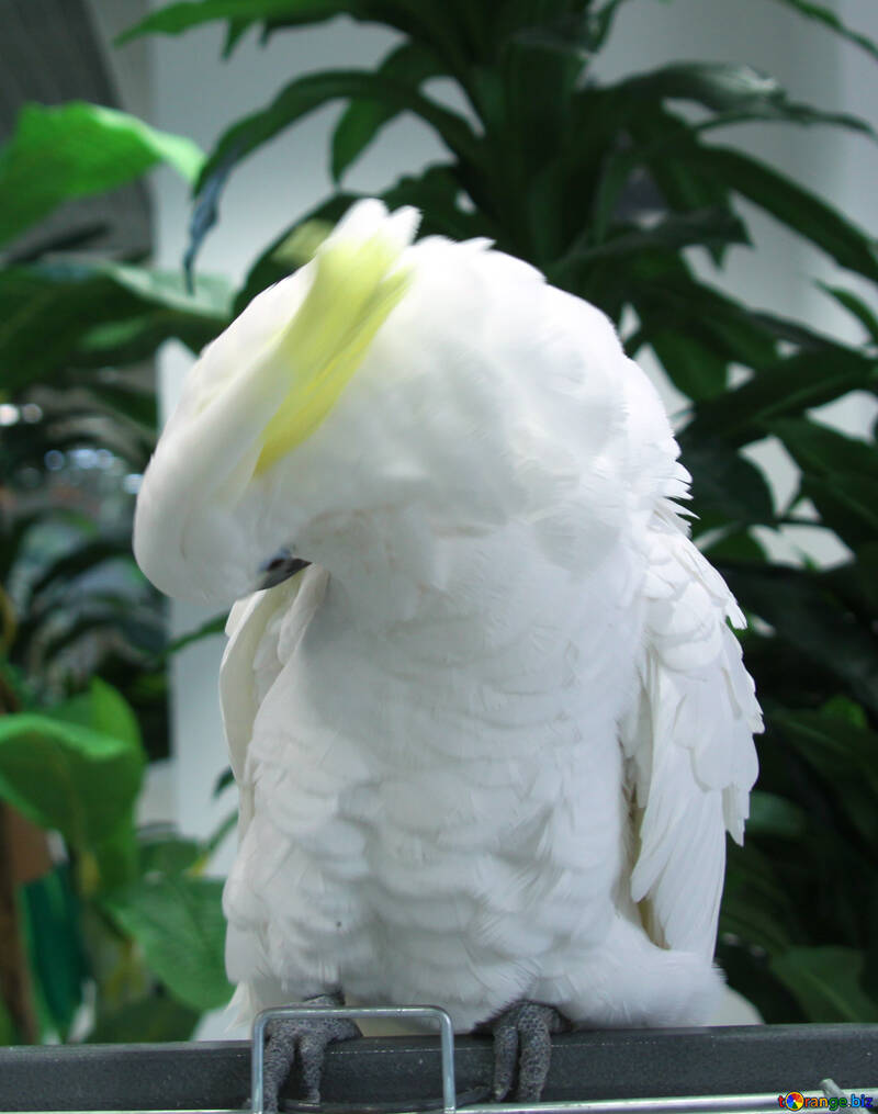 Grande  branco  papagaio  Cockatoo №10751