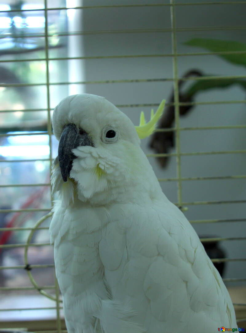 Rusé  perroquet  Cockatoo №10798