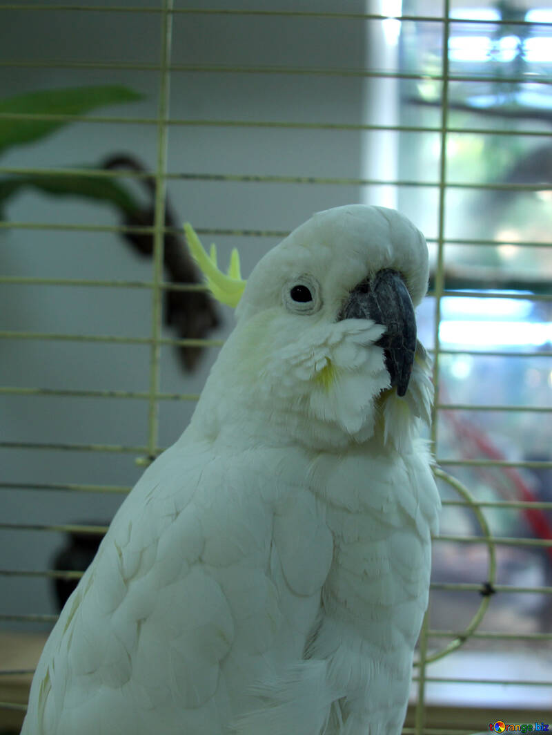 Branco  papagaio  Cockatoo  №10772
