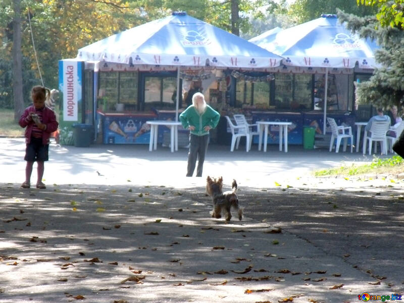 Собака гуляє біля кафе №10009