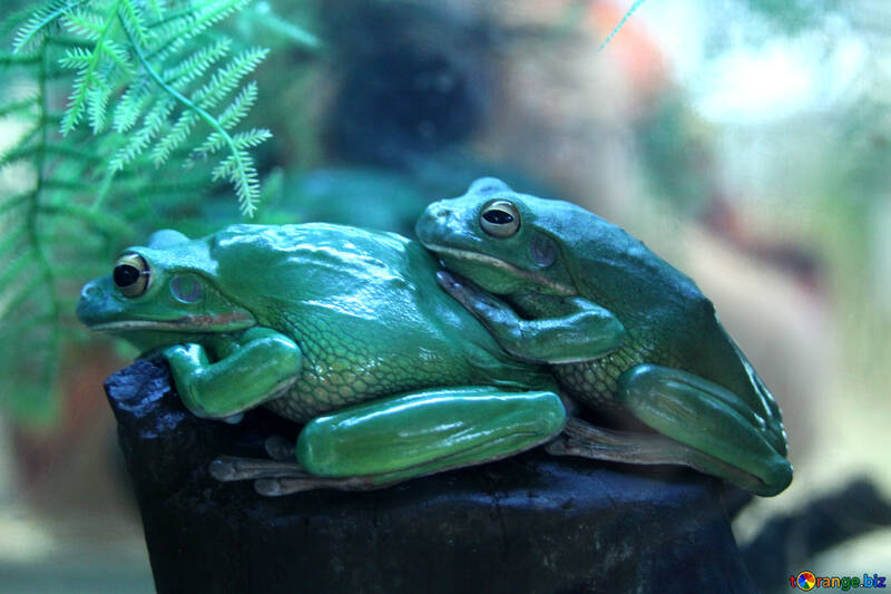Reproduction  frogs №10131