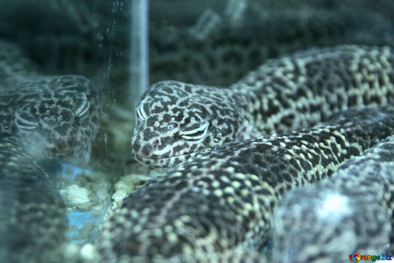 Geckos  em  gaiola №10155