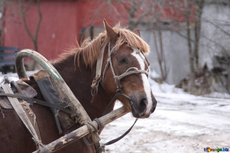 Tired  horse №10451