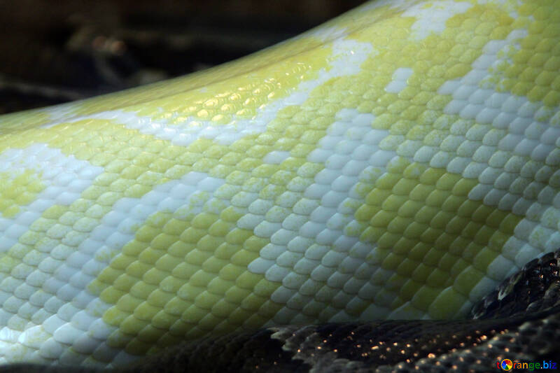  Beschaffenheit.  Leder  Schlangen.  Tiger  Pythonschlange  Albino №10174