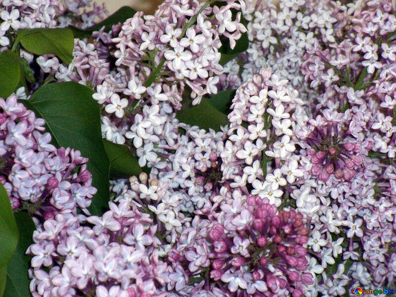 Lilac №10586